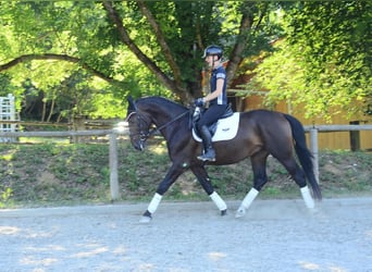 Weitere Warmblüter, Wallach, 4 Jahre, 167 cm, Schwarzbrauner