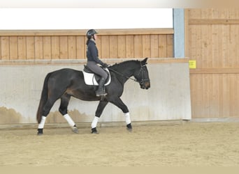 Weitere Warmblüter, Wallach, 4 Jahre, 167 cm, Schwarzbrauner