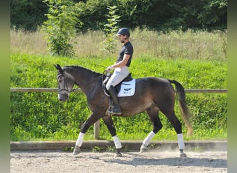 Weitere Warmblüter, Wallach, 4 Jahre, 168 cm, Blauschimmel