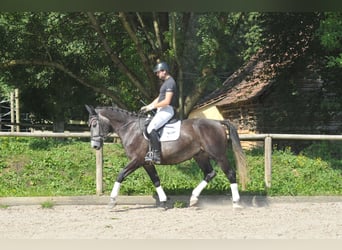 Weitere Warmblüter, Wallach, 4 Jahre, 168 cm, Blauschimmel