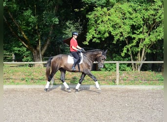 Weitere Warmblüter, Wallach, 4 Jahre, 168 cm, Schimmel