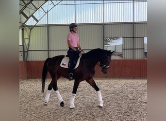 Weitere Warmblüter, Wallach, 4 Jahre, 169 cm, Dunkelbrauner
