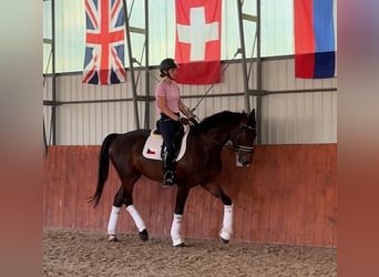 Weitere Warmblüter, Wallach, 4 Jahre, 169 cm, Dunkelbrauner
