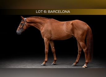 Weitere Warmblüter, Wallach, 4 Jahre, 169 cm, Fuchs