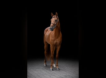 Weitere Warmblüter, Wallach, 4 Jahre, 169 cm, Fuchs