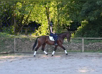 Weitere Warmblüter, Wallach, 4 Jahre, 170 cm, Brauner