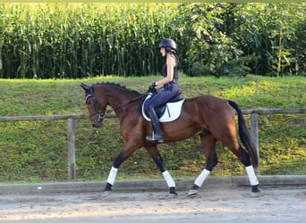 Weitere Warmblüter, Wallach, 4 Jahre, 170 cm, Brauner