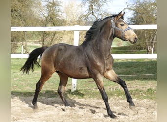 Weitere Warmblüter, Wallach, 4 Jahre, 170 cm, Buckskin