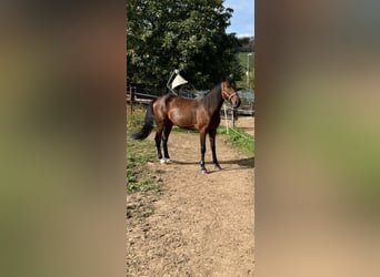 Weitere Warmblüter, Wallach, 4 Jahre, 170 cm, Dunkelbrauner