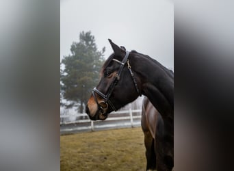 Weitere Warmblüter, Wallach, 4 Jahre, 170 cm, Dunkelbrauner