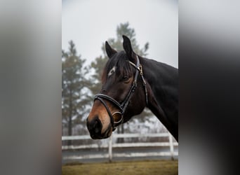 Weitere Warmblüter, Wallach, 4 Jahre, 170 cm, Dunkelbrauner