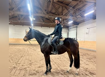 Weitere Warmblüter, Wallach, 4 Jahre, 170 cm, Dunkelbrauner