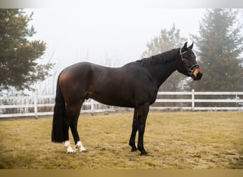 Weitere Warmblüter, Wallach, 4 Jahre, 170 cm, Dunkelbrauner