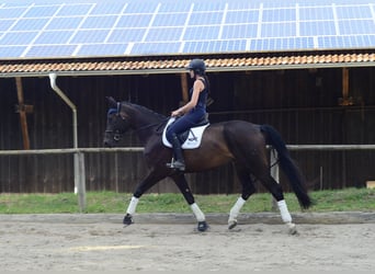Weitere Warmblüter, Wallach, 4 Jahre, 172 cm, Schwarzbrauner