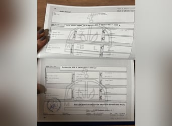 Weitere Warmblüter, Wallach, 4 Jahre