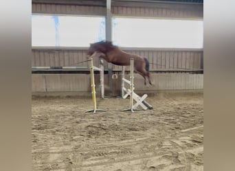 Weitere Warmblüter, Wallach, 4 Jahre