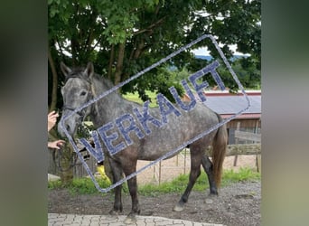 Weitere Warmblüter, Wallach, 4 Jahre