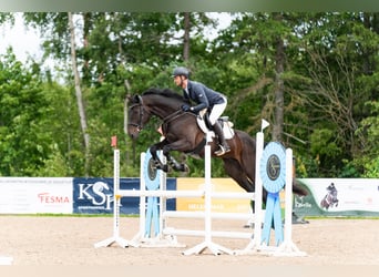 Weitere Warmblüter, Wallach, 4 Jahre, Rappe