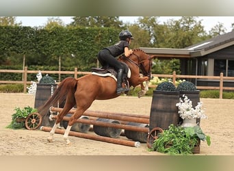 Weitere Warmblüter, Wallach, 5 Jahre, 127 cm, Fuchs