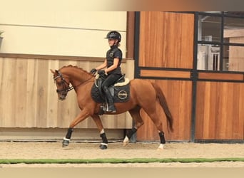 Weitere Warmblüter, Wallach, 5 Jahre, 127 cm, Fuchs