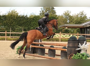 Weitere Warmblüter, Wallach, 5 Jahre, 146 cm, Brauner