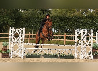 Weitere Warmblüter, Wallach, 5 Jahre, 146 cm, Brauner