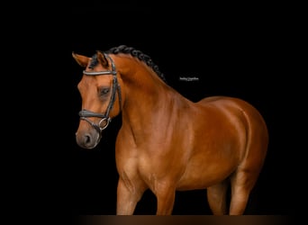 Weitere Warmblüter, Wallach, 5 Jahre, 146 cm, Brauner