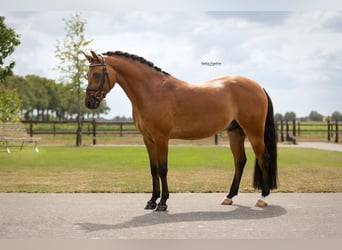 Weitere Warmblüter, Wallach, 5 Jahre, 146 cm, Brauner