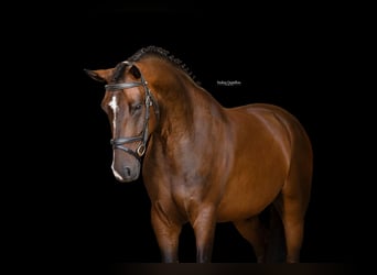 Weitere Warmblüter, Wallach, 5 Jahre, 148 cm, Dunkelbrauner