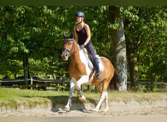 Weitere Warmblüter, Wallach, 5 Jahre, 150 cm, Schecke