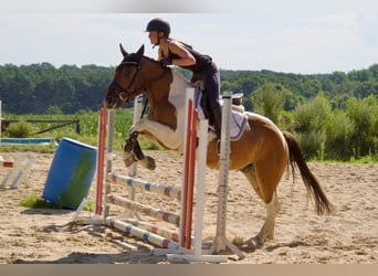Weitere Warmblüter, Wallach, 5 Jahre, 150 cm, Schecke