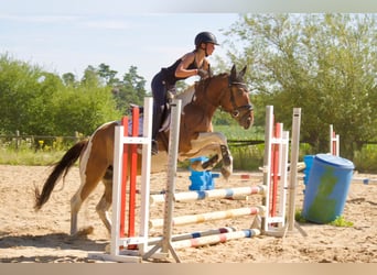 Weitere Warmblüter, Wallach, 5 Jahre, 150 cm, Schecke