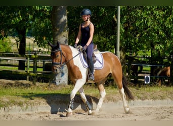 Weitere Warmblüter, Wallach, 5 Jahre, 150 cm, Schecke