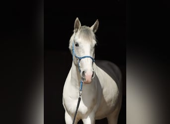 Weitere Warmblüter Mix, Wallach, 5 Jahre, 150 cm, Schimmel