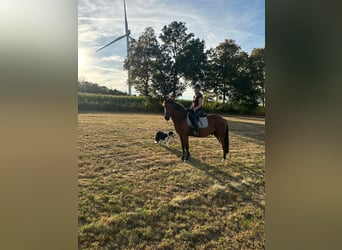 Weitere Warmblüter, Wallach, 5 Jahre, 152 cm, Brauner
