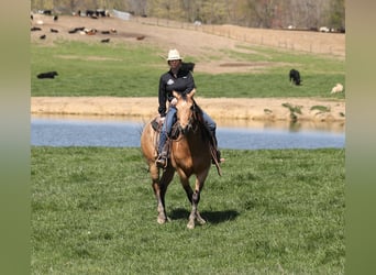 Weitere Warmblüter, Wallach, 5 Jahre, 152 cm, Buckskin