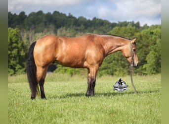 Weitere Warmblüter, Wallach, 5 Jahre, 152 cm, Buckskin