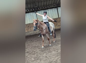 Weitere Warmblüter, Wallach, 5 Jahre, 152 cm, Roan-Red