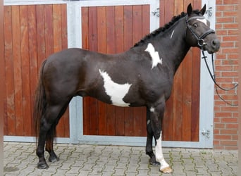 Weitere Warmblüter Mix, Wallach, 5 Jahre, 154 cm, Schecke