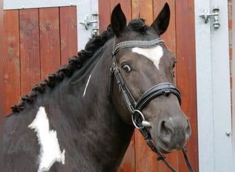 Weitere Warmblüter Mix, Wallach, 5 Jahre, 154 cm, Schecke