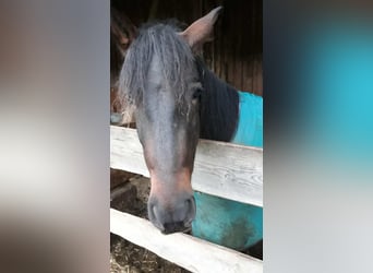 Weitere Warmblüter, Wallach, 5 Jahre, 155 cm, Dunkelbrauner