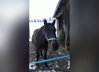 Weitere Warmblüter, Wallach, 5 Jahre, 155 cm, Dunkelbrauner