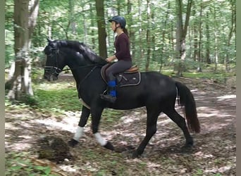 Weitere Warmblüter, Wallach, 5 Jahre, 155 cm, Rappschimmel