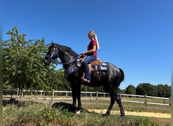 Weitere Warmblüter, Wallach, 5 Jahre, 156 cm, Rappe
