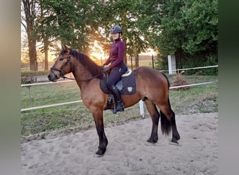 Weitere Warmblüter, Wallach, 5 Jahre, 157 cm, Hellbrauner