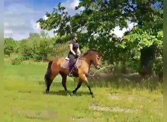 Weitere Warmblüter, Wallach, 5 Jahre, 157 cm, Hellbrauner