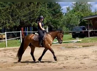 Weitere Warmblüter, Wallach, 5 Jahre, 157 cm, Hellbrauner