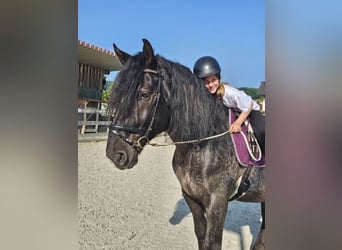 Weitere Warmblüter Mix, Wallach, 5 Jahre, 158 cm, Tigerschecke