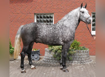 Weitere Warmblüter, Wallach, 5 Jahre, 160 cm, Apfelschimmel