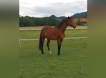 Weitere Warmblüter Mix, Wallach, 5 Jahre, 160 cm, Brauner